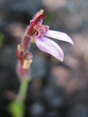 Eriochilus scaber