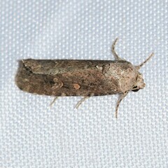 Spodoptera exigua
