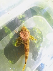 Cottus rhotheus