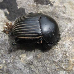 Scarabaeus laticollis
