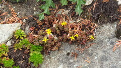 Sedum divergens