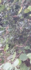 Ilex aquifolium