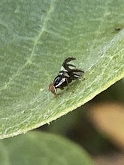 Rhagoletis pomonella