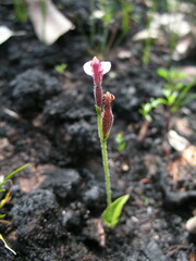 Eriochilus scaber