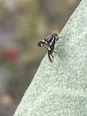 Rhagoletis pomonella