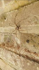 Eratigena duellica