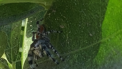 Phidippus adumbratus