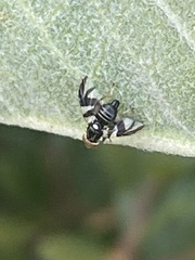 Rhagoletis pomonella