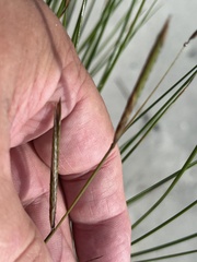 Sporobolus pumilus