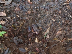 Leptodactylus savagei