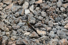 Schistocerca melanocera
