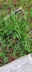 Poa annua