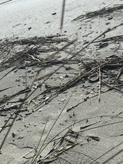 Sporobolus pumilus