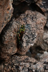 Schistocerca melanocera