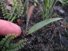 Caladenia nana unita