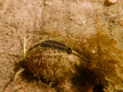 Unio pictorum