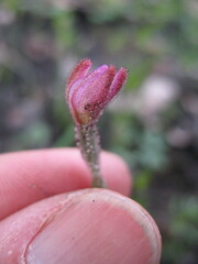 Caladenia nana unita