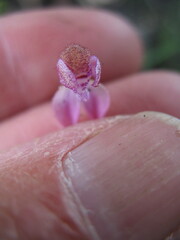 Caladenia nana unita