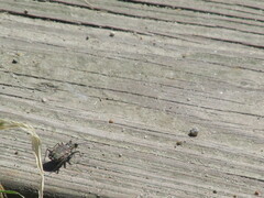 Cicindela repanda