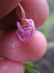 Caladenia nana unita