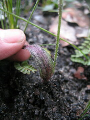 Caladenia nana unita