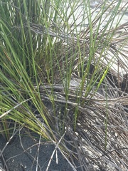 Sporobolus pumilus