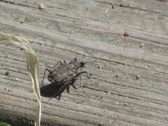 Cicindela repanda