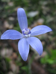 Cyanicula sericea