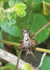 Gryllodes sigillatus