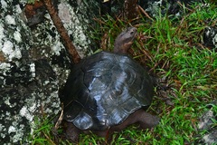 Chelonoidis niger