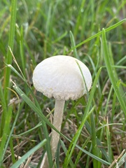 Agrocybe molesta