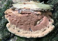 Hapalopilus rutilans