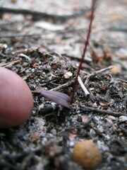 Caleana nigrita