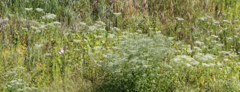 Daucus carota