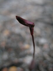 Caleana nigrita