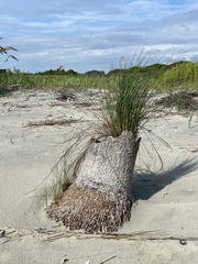 Sporobolus pumilus