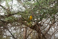 Setophaga petechia aureola