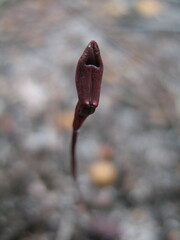 Caleana nigrita