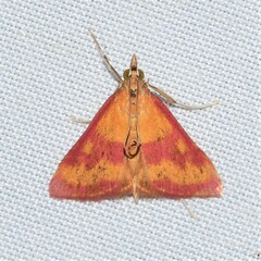 Pyrausta laticlavia