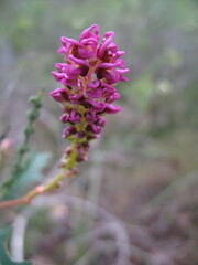 Grevillea quercifolia