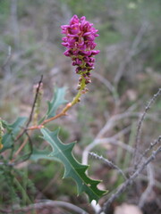Grevillea quercifolia