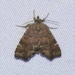 Cutina aluticolor