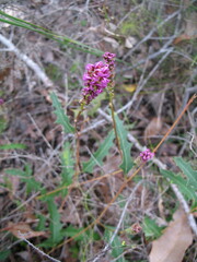 Grevillea quercifolia