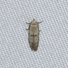 Hypatopa punctiferella