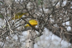Setophaga petechia aureola