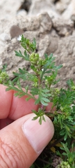 Lepidium bipinnatifidum