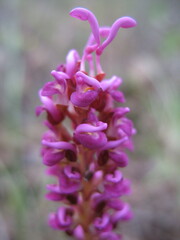 Grevillea quercifolia