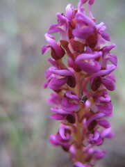 Grevillea quercifolia