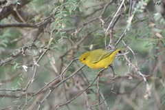 Setophaga petechia aureola