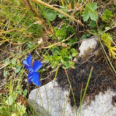 Gentiana bavarica bavarica